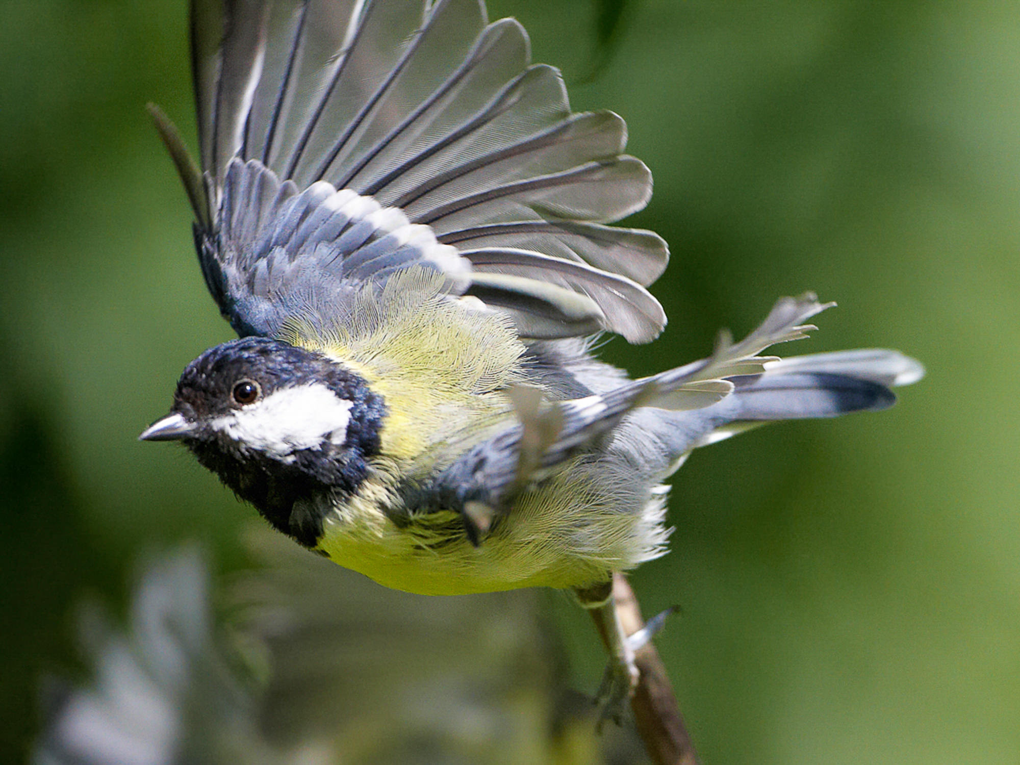 great tit